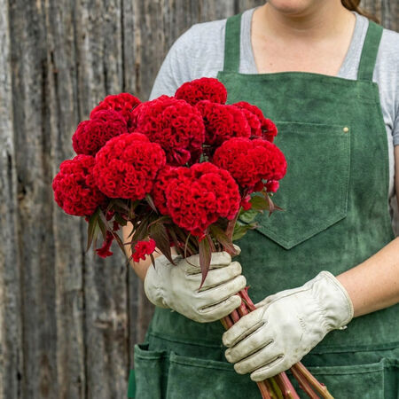 Chief Fire, Celosia Seeds - Packet image number null